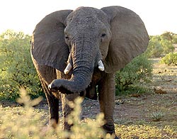 African elephant, front-on view