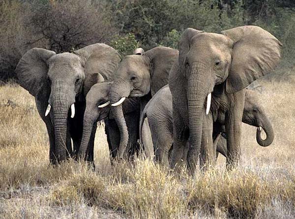 Elephant family in defensive group, Tuli Block, Botswana