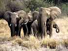 Elephant family in tight group