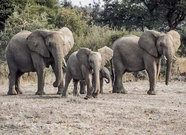 Elephant mothers with their young ones, Tuli Block, Botswana