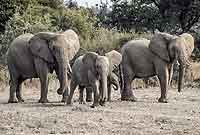 Elephant mothers and youngsters