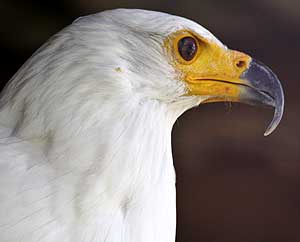 frican Fish Eagle close-up