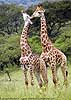 Picture of giraffe males bonding