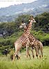 Picture of two giraffe, necks crossed