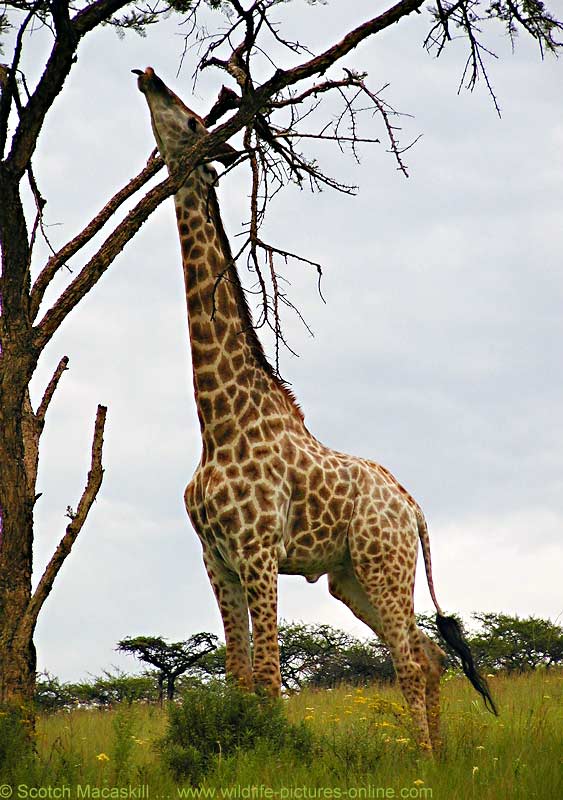 Жираф звуки буквы. Жираф издает звуки. Жираф Stand. Жираф в зарослях и нет. Как называется звук который издает Жираф.