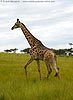 Picture of giraffe walking