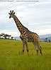 Picture of giraffe standing