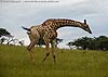 Picture of giraffe loping