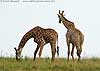 Picture of giraffe grazing