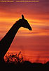 Picture of giraffe at sunset, Kruger Park, South Africa