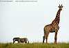 Picture of giraffe with zebra, Tala Game Reserve, South Africa