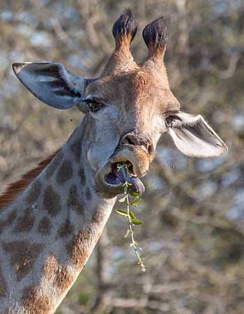 Giraffe eating thorny twig, Kruger National Park