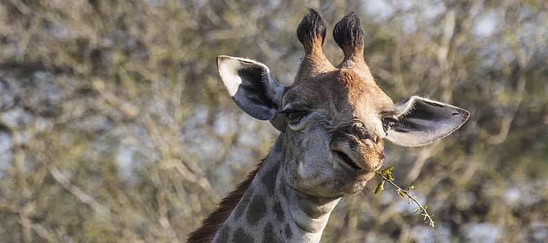 Giraffe swallowing twig, Kruger National Park, South Africa
