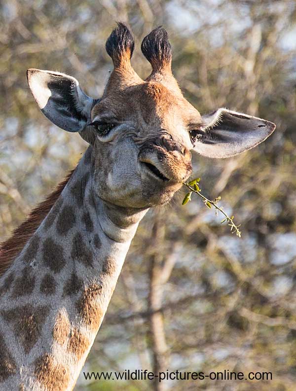 Giraffe swallowing twig