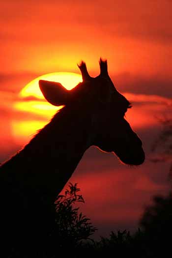 Giraffe against setting sun, Kruger Park, South Africa