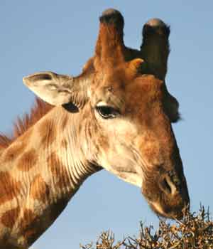 Male giraffe with bald horn tips