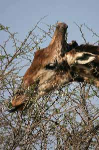 Giraffe feeding on thorn tree's leaves