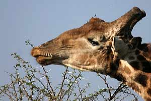 Giraffe feeding on thorny acacia tree