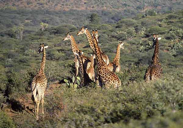 Giraffe group in hill country