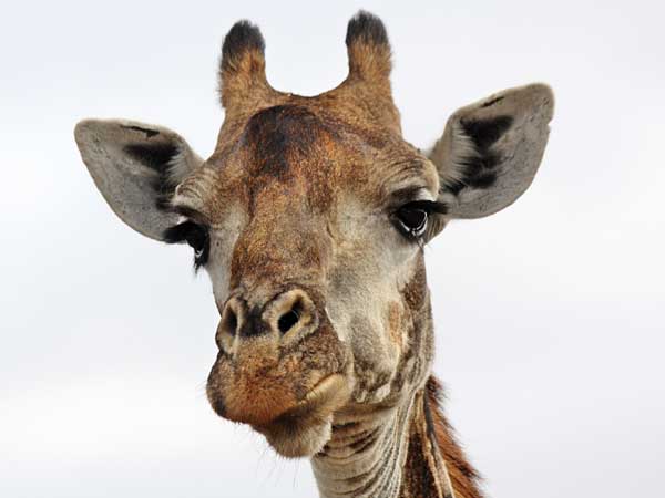 Giraffe close-up of head, horns and ears