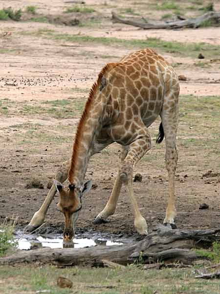 Giraffe bending forward to drink