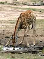 Giraffe drinking, Kruger Park, South Africa