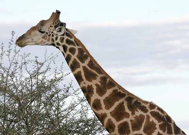 Giraffe selectively browsing