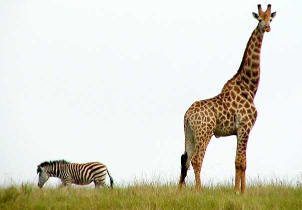 Giraffe and zebra against skyline