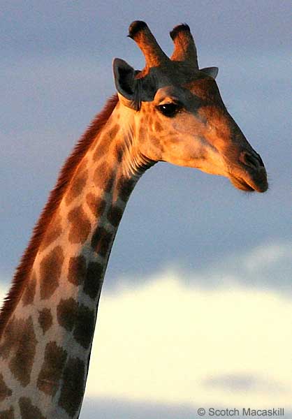 Giraffe close-up, Mashatu Game Reserve