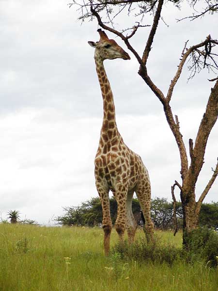 Giraffe standing tall