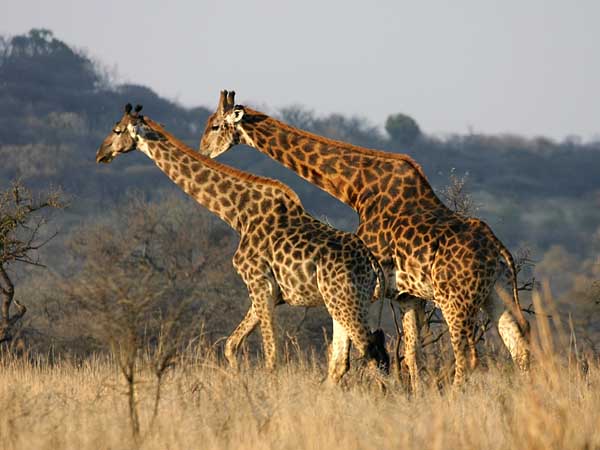 Giraffe pair