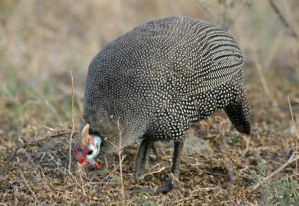 Helmeted Guineafowl foraging