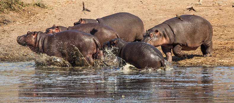 Hippos making a splash on water's edge, Kruger National Park, South Africa