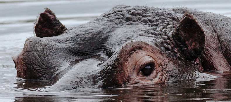 Hippo head, close-up, Kruger National Park, South Africa