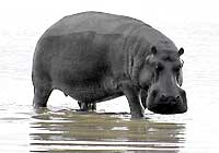 Hippo leaving water, Ndumo Game Reserve, South Africa