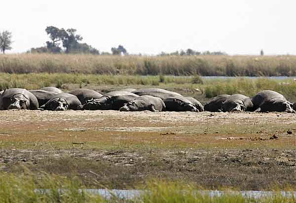Pod of hippos sleeping on banks of river