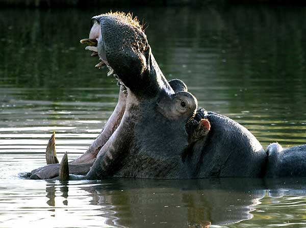 Hippo in yawning display