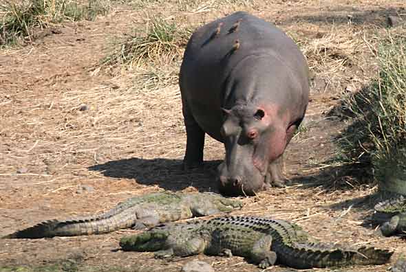Hippo and crocodile stand-off