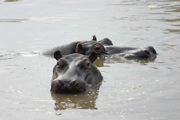 Hippo Pair in water