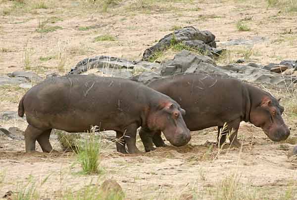 Hippo pair on banks of river