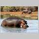 Hippo leaving water