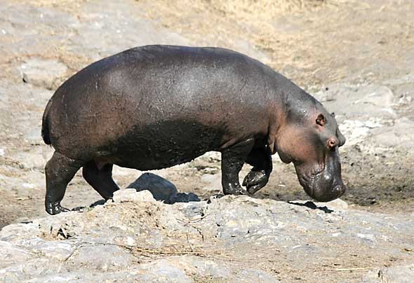 Hippo walking on rocky terrain