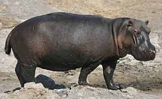 Hippo standing, side view