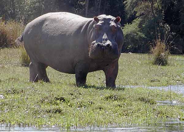 Hippo on riverbank