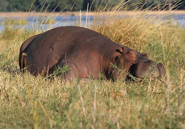 Hippo dozing on riverbank
