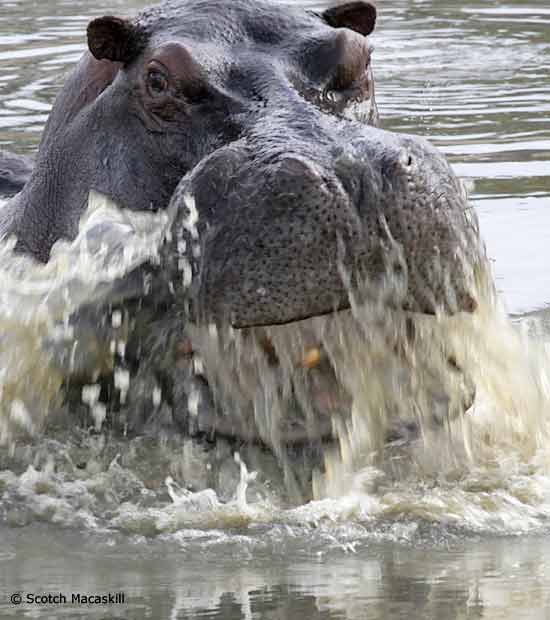 Hippo breaching surface
