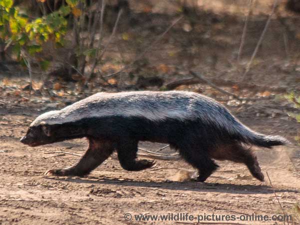 Honey Badger in a hurry, Mashatu Game Reserve, Botswana