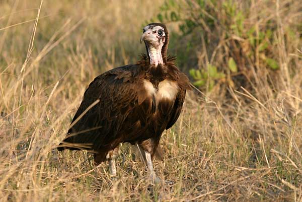 Hooded Vulture, immature