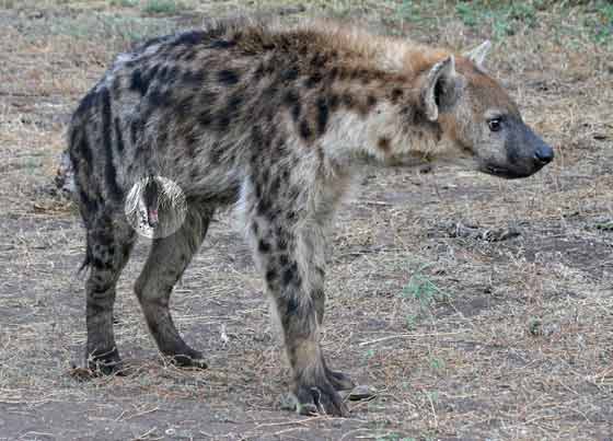 Female hyena showing enlarged clitoris