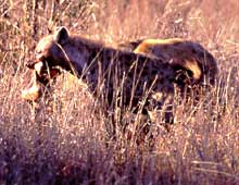 hyenas tear off pieces of impala